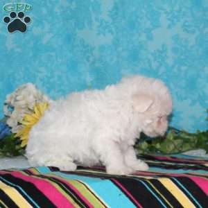 Pelican, Maltipoo Puppy
